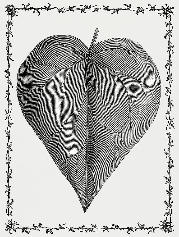 Vintage illustration of Coriacea