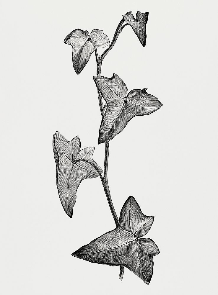 Vintage illustration of Sagittifolia