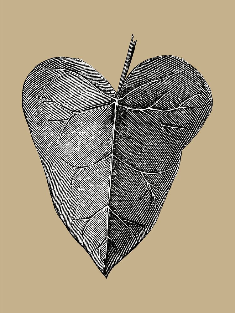 Vintage leaf illustration