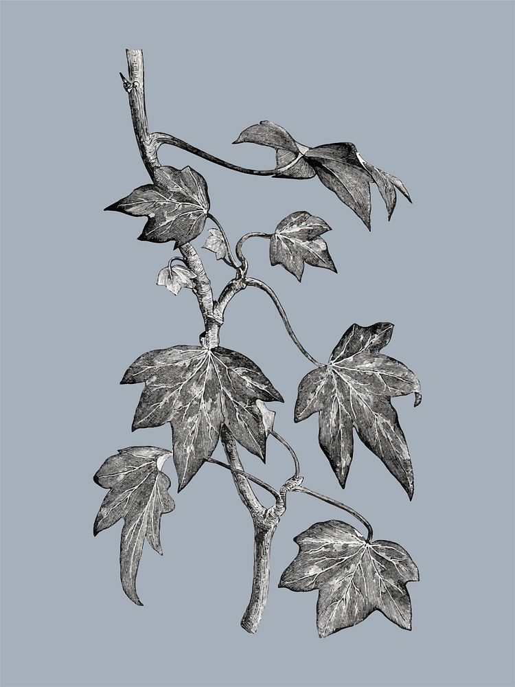 Vintage plants and leaves illustration