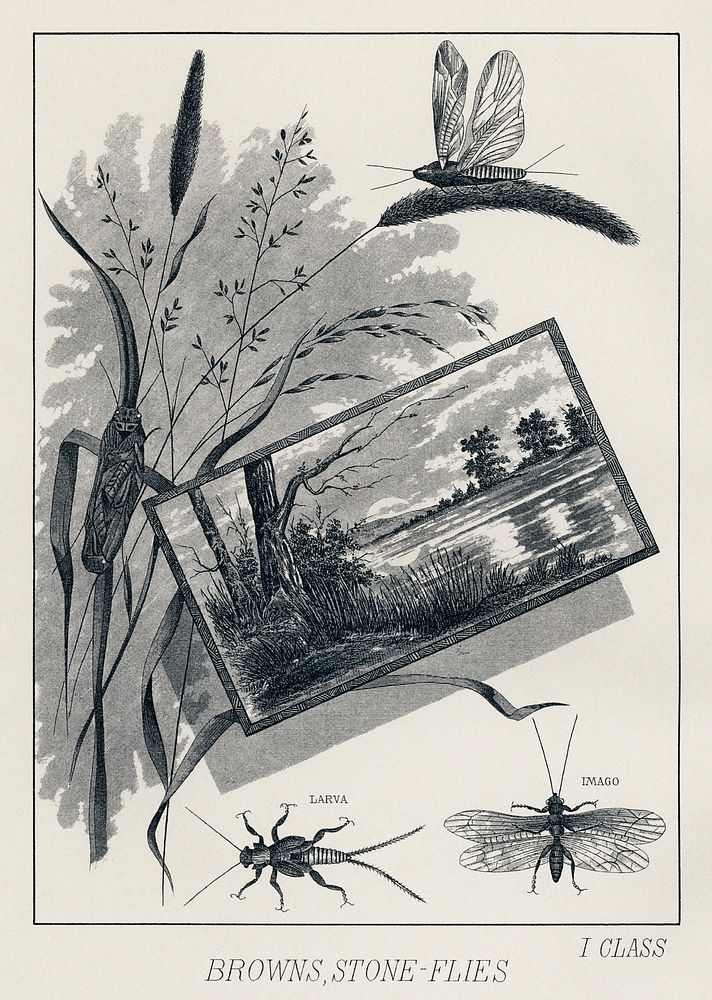 Brown, Stone-flies.  Digitally enhanced from our own original 1892 edition of Favorite Flies and Their Histories by Mary…