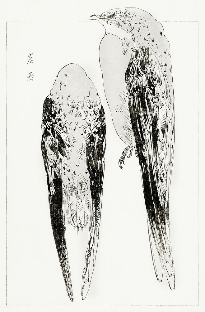 Asian martin, illustration from Bijutsu Sekai (1893-1896) by Watanabe Seitei, a prominent Kacho-ga artist. Digitally…