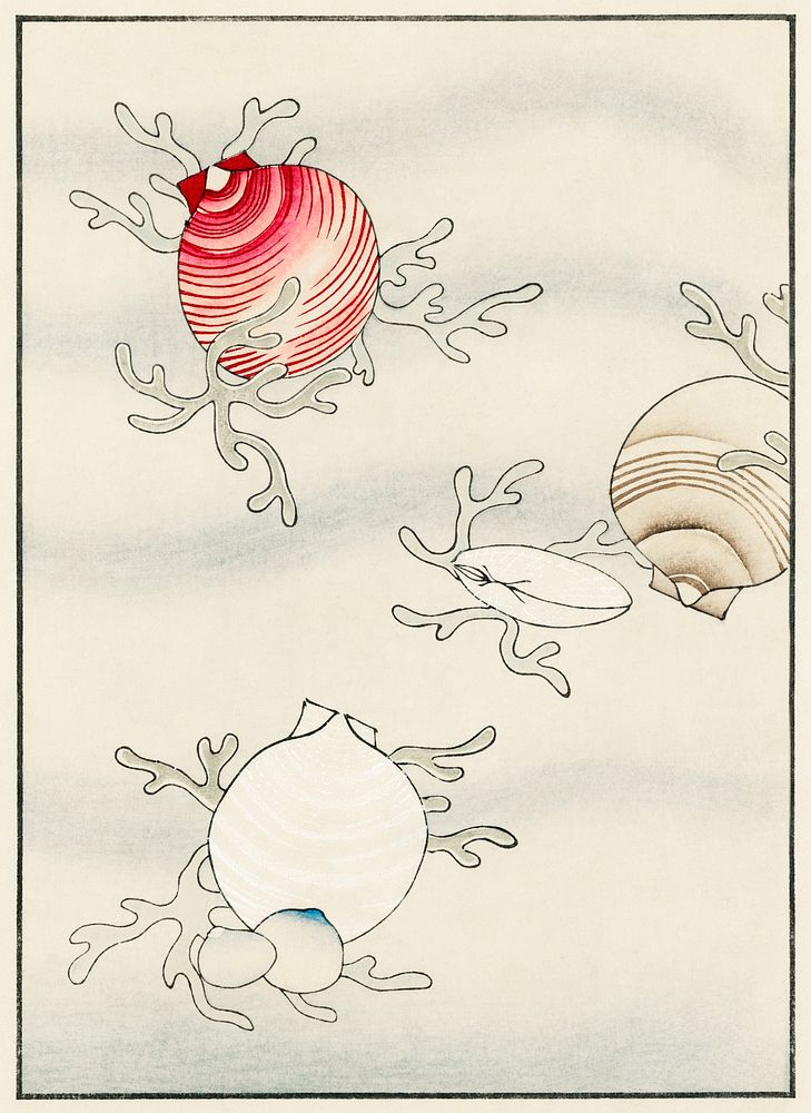 Shell fish illustration. Digitally enhanced from our own original edition of Shin Bijutsukai
