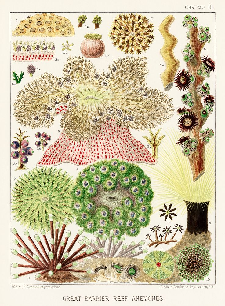 Great Barrier Reef Anemones from The Great Barrier Reef of Australia (1893) by William Saville-Kent (1845-1908). 