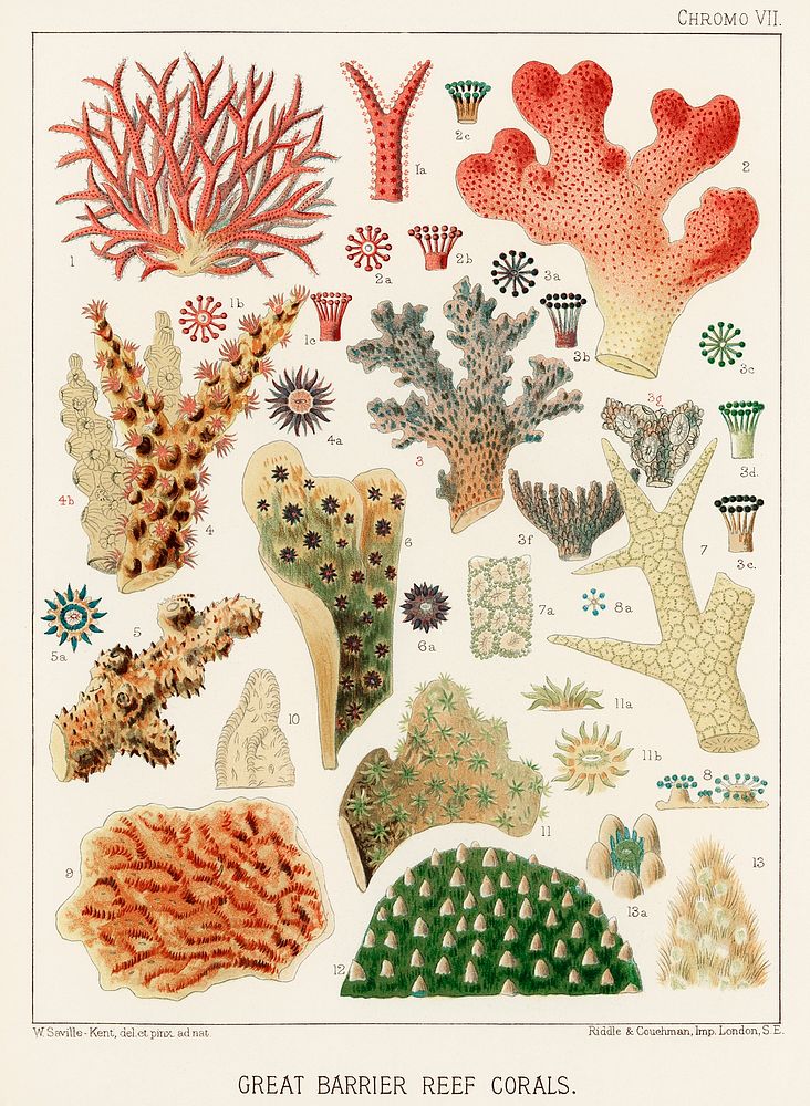 Great Barrier Reef Corals from The Great Barrier Reef of Australia (1893) by William Saville-Kent (1845-1908). 