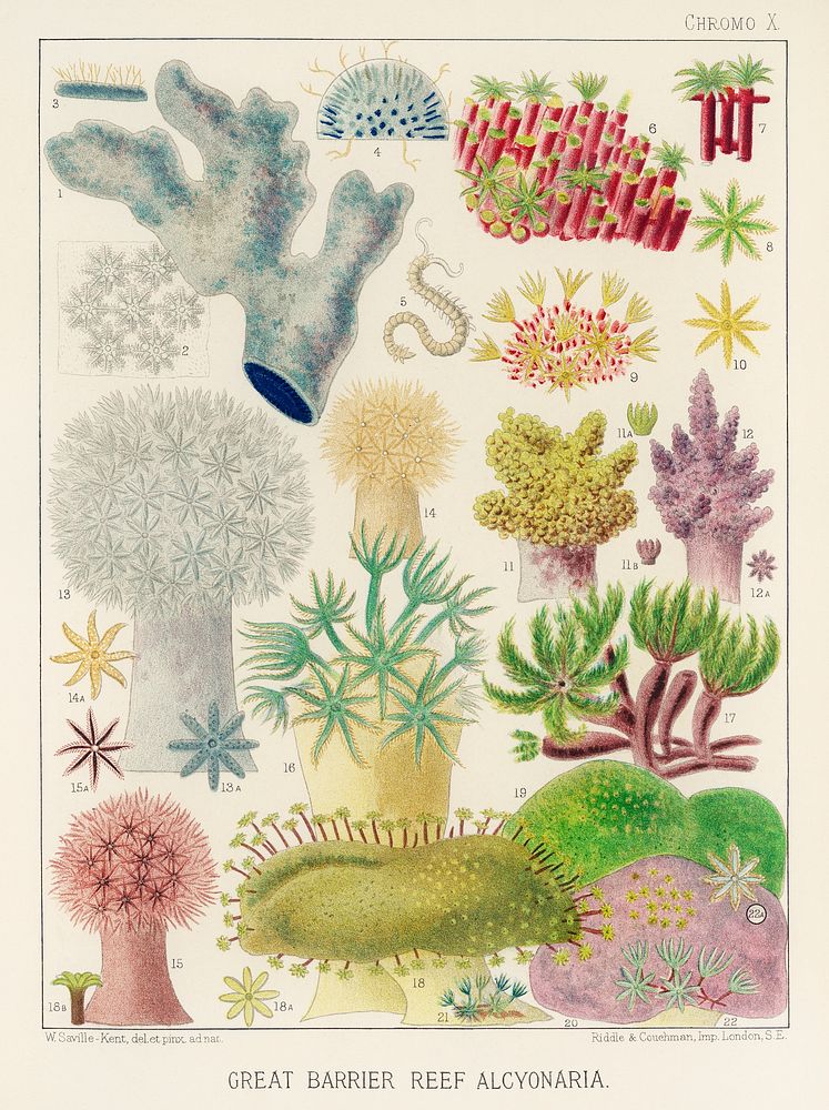 Great Barrier Reef Alcyonaria from The Great Barrier Reef of Australia (1893) by William Saville-Kent (1845-1908). 