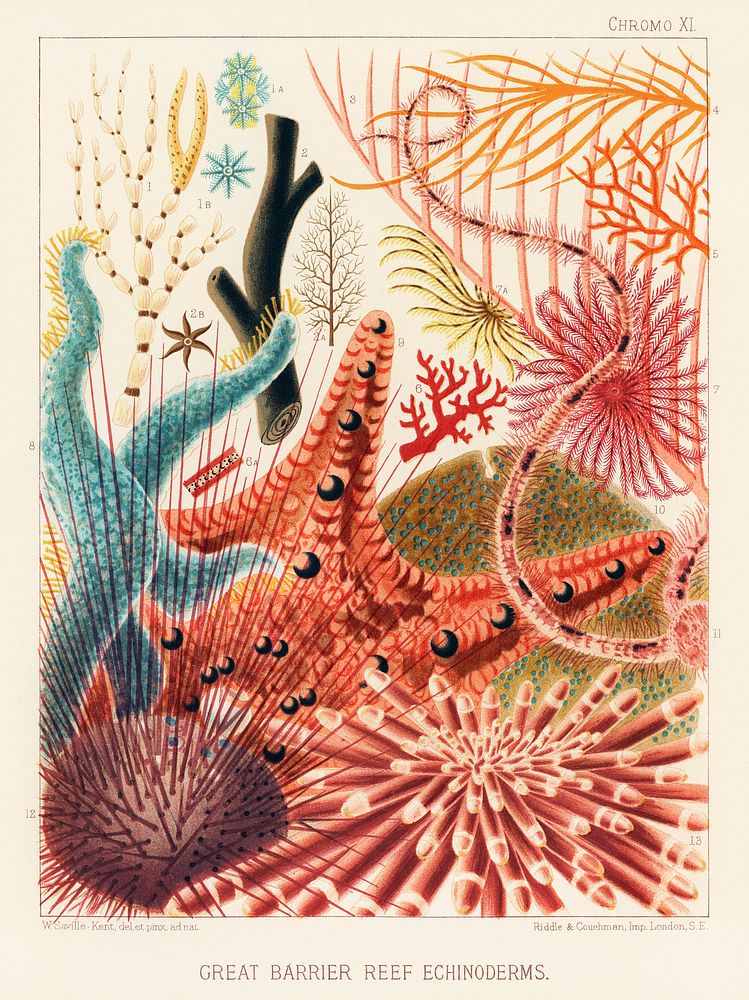 Great Barrier Reef Echinoderms from The Great Barrier Reef of Australia (1893) by William Saville-Kent (1845-1908). 