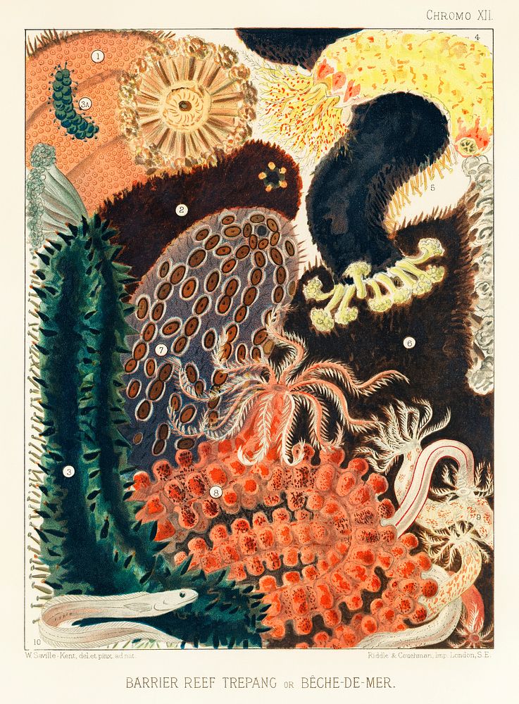 Barrier Reef Trepang or B&ecirc;che-de-Mer from The Great Barrier Reef of Australia (1893) by William Saville-Kent (1845…