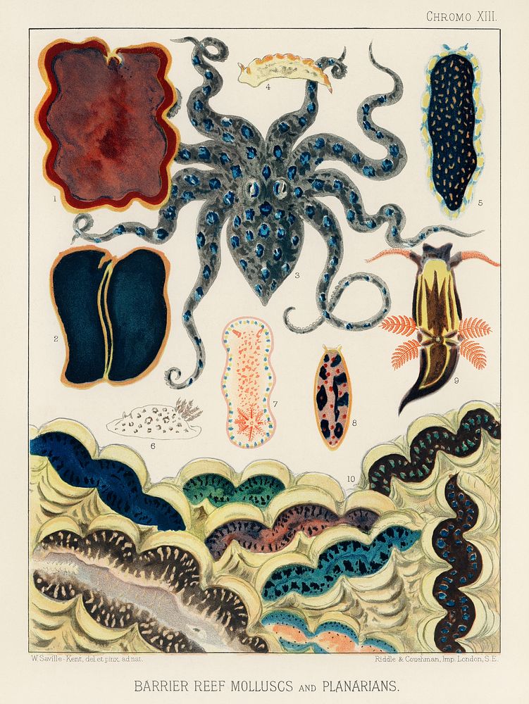Barrier Reef Molluscs and Planarians from The Great Barrier Reef of Australia (1893) by William Saville-Kent (1845-1908). 