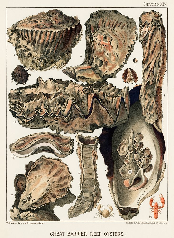Great Barrier Reef Oysters from The Great Barrier Reef of Australia (1893) by William Saville-Kent (1845-1908). 