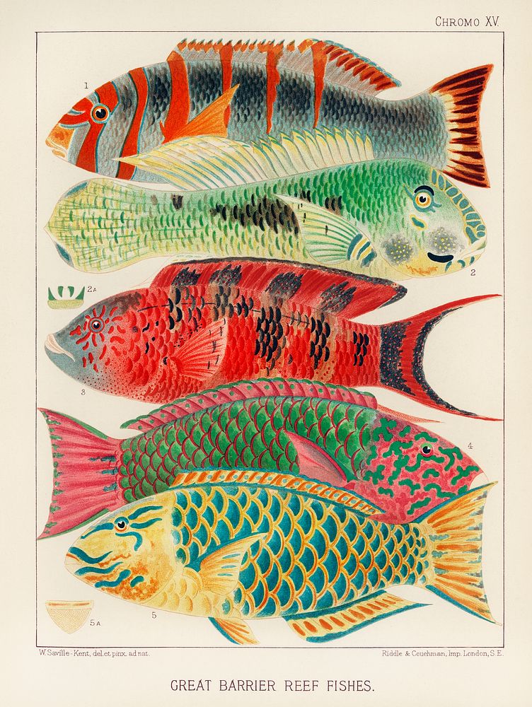 Great Barrier Reef Fishes from The Great Barrier Reef of Australia (1893) by William Saville-Kent (1845-1908). 