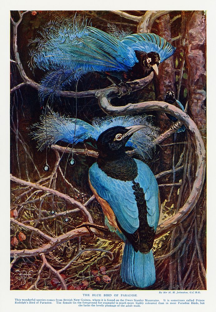 The blue bird of paradise illustrated by Sir Henry Hamilton Johnston (1858-1927). Digitally enhanced from our own original…