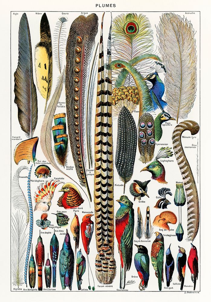 Plumes - Feathers (1900) by Adolphe Millot (1857-1921), a collection of different plume types. Digitally enhanced from our…