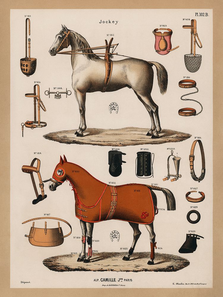 A chromolithograph of horses with antique horseback riding equipments (1890), from an antique horseback riding catalog.…