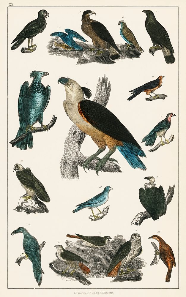 The History of the Earth and Animated Nature by Oliver Goldsmith (1774), a rare antique handcolored ornithology print of…