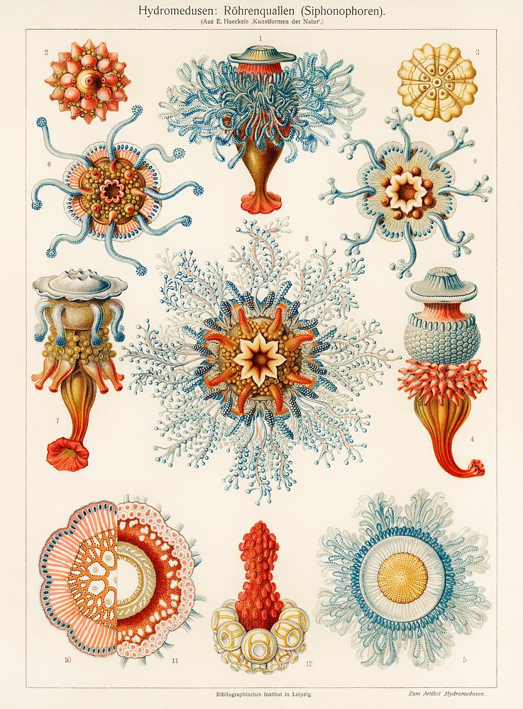 Vintage jellyfish illustration wall art print and poster design remix from original artwork.  
