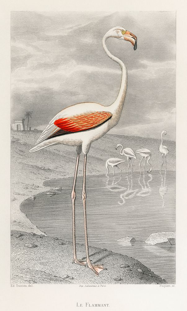 Le Flammant (Flamingo) by Edouard Travies (1853), a portrait of a white flamingo in its natural habitat. Digitally enhanced…