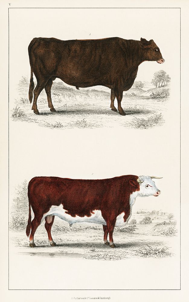 Animated Nature (1855), a portrait of an ox and a bull. Digitally enhanced from our own original plate. 
