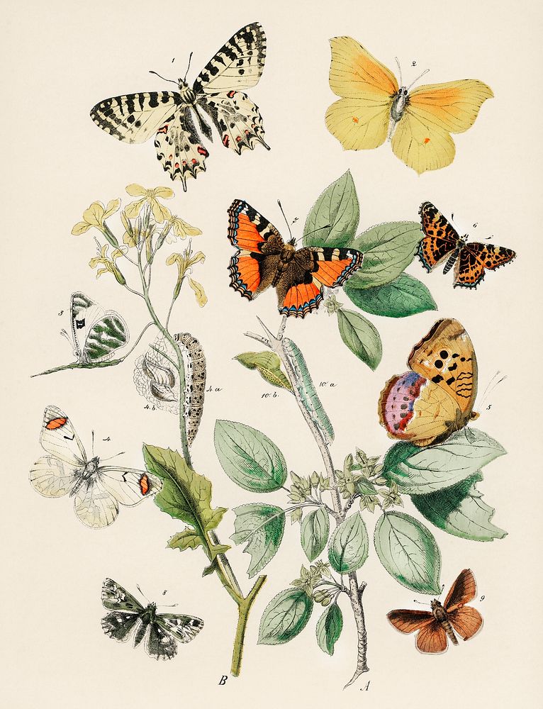 Illustrations from the book of European Butterflies and Moths by William Forsell Kirby (1882), a kaleidoscope of fluttering…