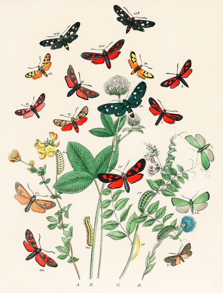 Illustrations from the book European Butterflies and Moths by William Forsell Kirby (1882), a kaleidoscope of fluttering…