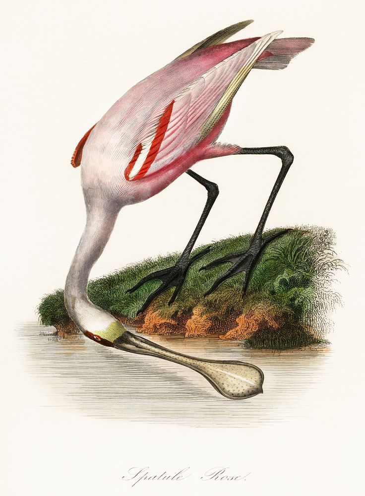 Les Jardin des Plantes (The Garden of Plants) by Pierre Bernard and Louis Couaihac (1842), a roseate spoonbill by the water.…