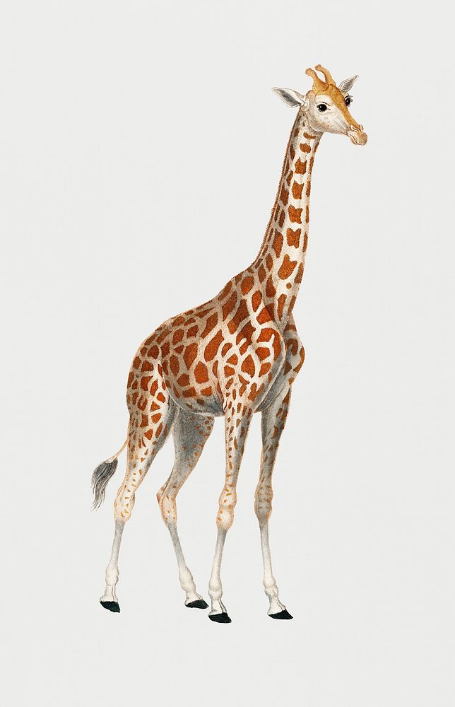 Vintage Illustration of a giraffe.