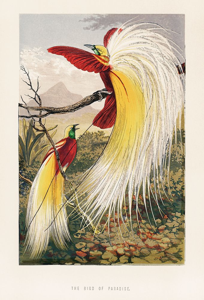 The Bird of Paradise by Benjamin Fawcett (1808-1893), two blindingly colorful birds full with feathers in paradise.…