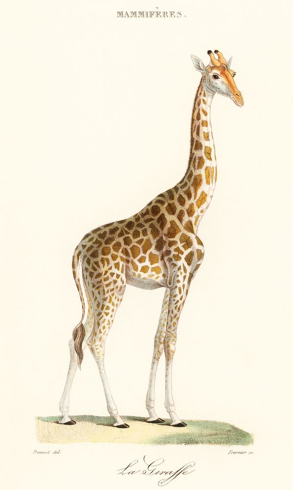 La Giraffe (1837) by Florent Prevos (1794-1870), an illustration of an adorable giraffe. Digitally enhanced from our own…