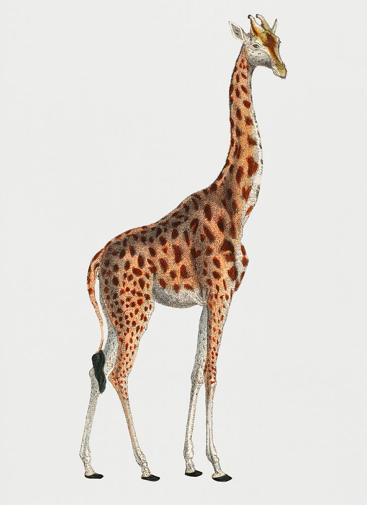 Vintage Illustration of Camelopardis Giraffe - The Giraffe.