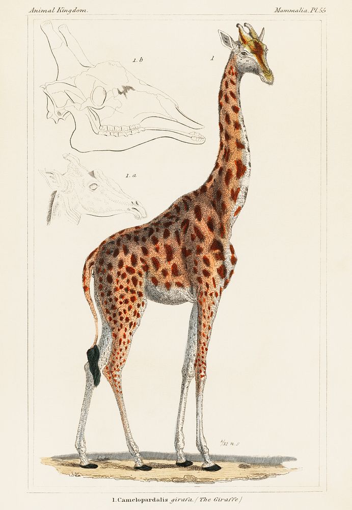 Camelopardis Giraffe - The Giraffe (1837) by Georges Cuvier (1769-1832), an illustration of a beautiful giraffe and sketches…