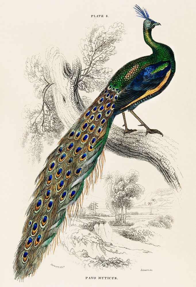 The Naturalist&rsquo;s Library by Sir William Jardine (1836), a majestic male peafowl portrait. Digitally enhanced from our…
