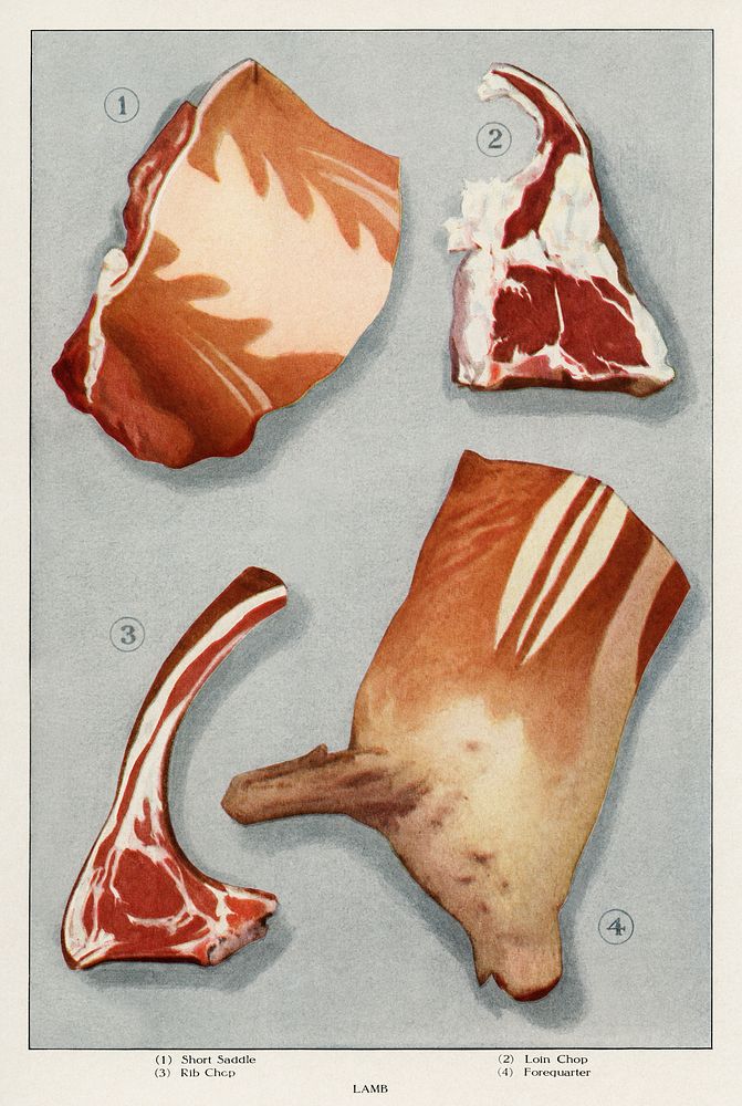 Lamb from the book, The Grocer’s Encyclopedia (1911). Digitally enhanced from our original antique plate. 