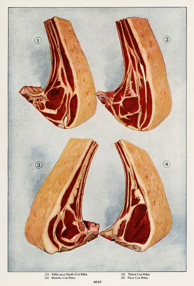 Beef Ribs from the book, The Grocer’s Encyclopedia (1911). Digitally enhanced from our antique plate. 