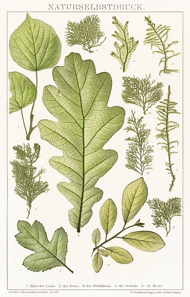 An arrangement of nature painting of various leaves with unique designs from the book, Konversationslexikon (1894).…
