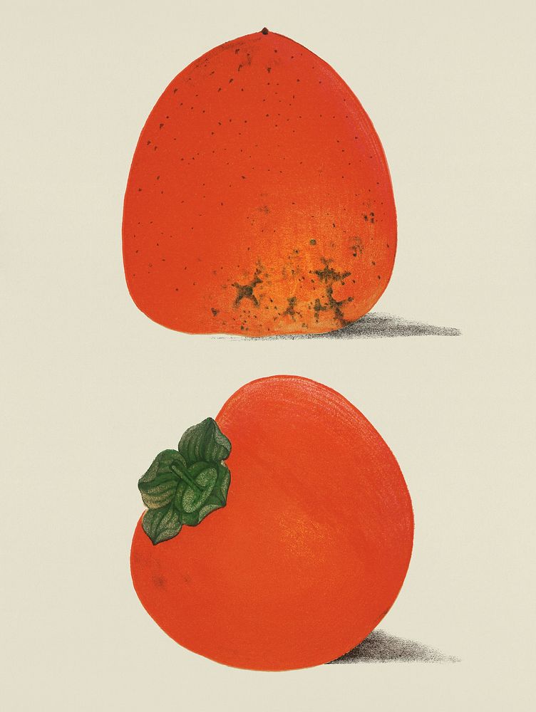 A vintage illustration of fresh persimmons from the book Commissioner of Agriculture (1887). Digitally enhanced by rawpixel.