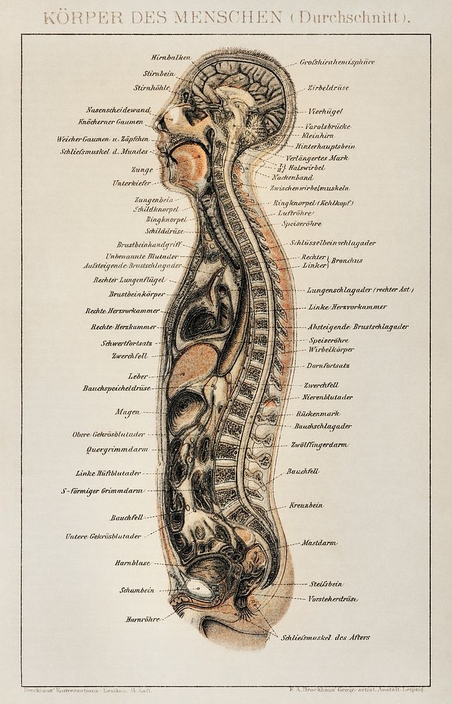 Korpers Des Menschen (1898), an antique lithograph of an anatomy chart of a human body showcasing its internal system.…