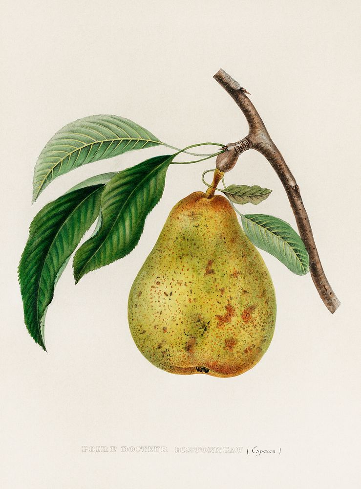 Pyrus communis, a vintage illustration of a pear. Digitally enhanced from our own plate. 