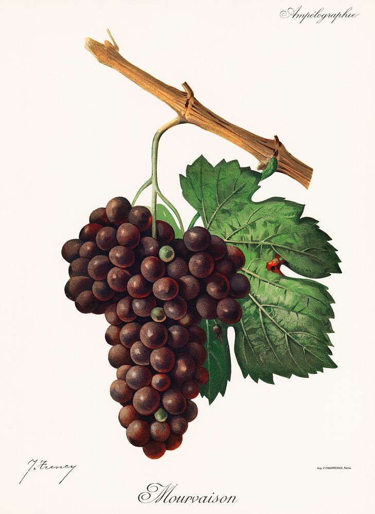 Mourvaison printed in 1910, by Jules Troncy (1855-1915), a vintage lithograph of fresh cluster of grapes. Digitally enhanced…