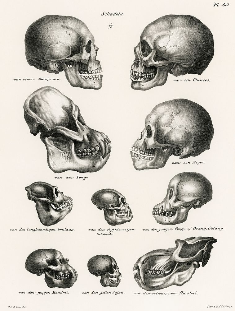 Human Monkey and Ape skulls from Volledige Natuurlijke Historie der Zoogdieren(1845) by schinz de Visser. Digitally enhanced…