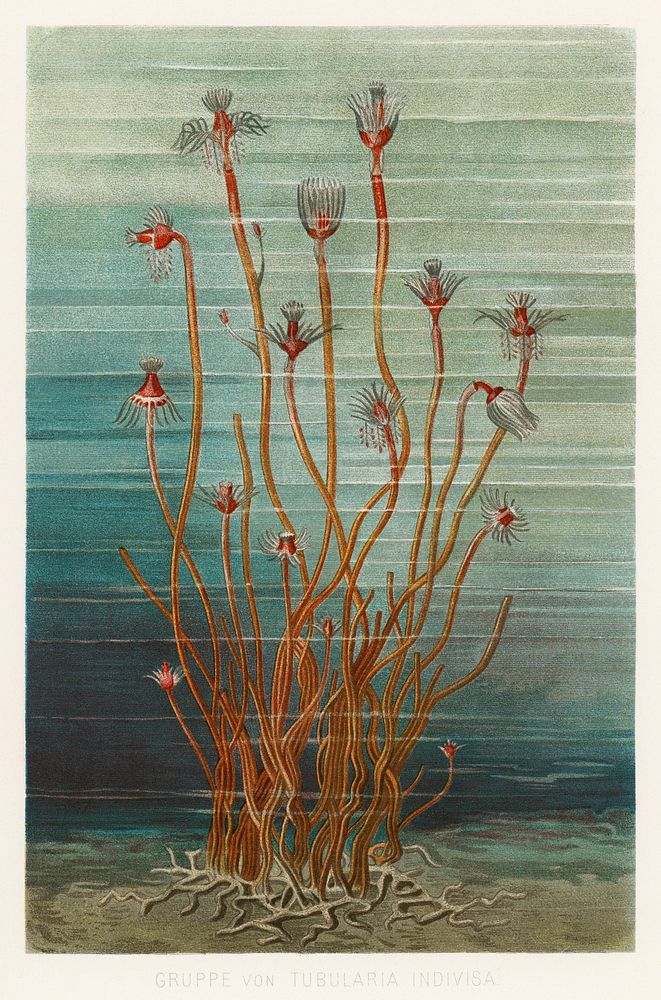 Group of Tubularis Indivisa (1884) by Eduard Oscar Schmidt, an unusual aquatic life form. Digitally enhanced from our own…