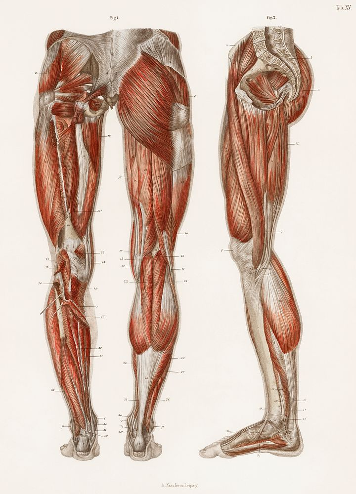 An antique illustration of the muscles of the legs and feet from the anatomical textbook, Hand Atlas Der Anatomie Des…