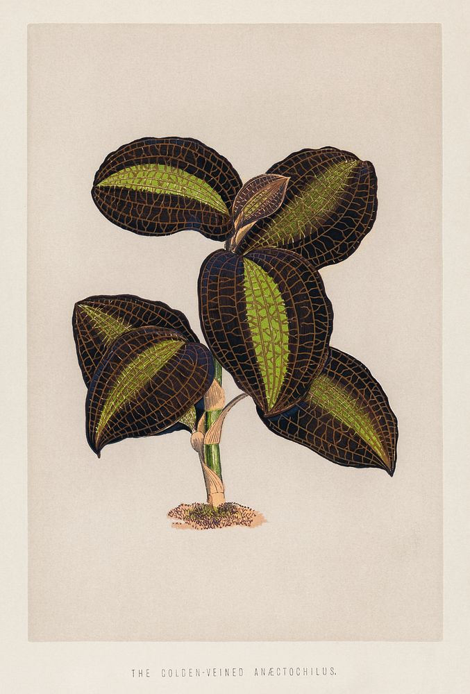 The Golden - Veined Anaectochilus print from the book Gems of Nature and Art (1870), a vintage botany print of gorgeously…