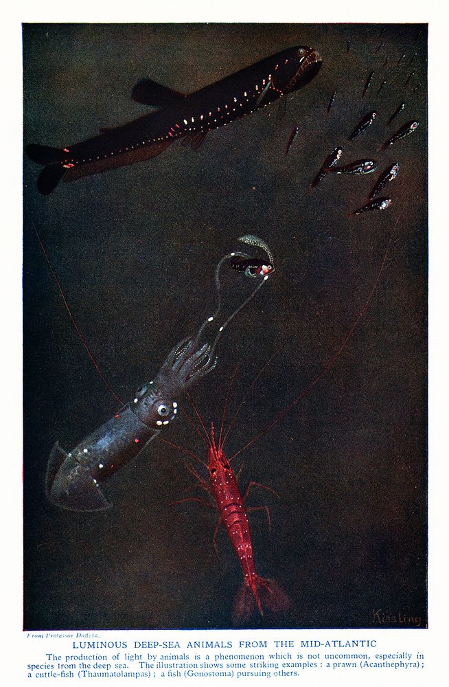 Luminous deep-sea animals from the Mid-Atlantic from The outline of science, Fourth Volumn (1922) by Professor Doflein.…