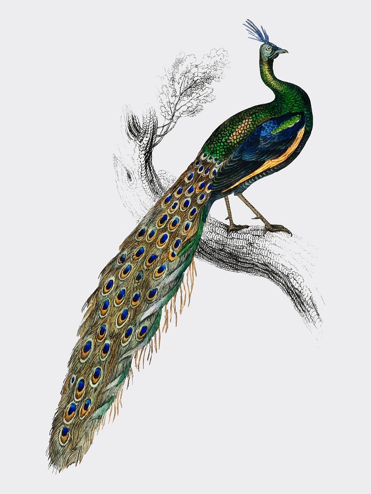 The Naturalist&rsquo;s Library by Sir William Jardine (1836), a majestic male peafowl portrait. Digitally enhanced by…