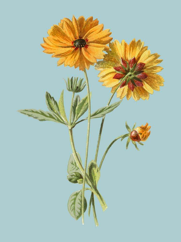 Coreopsis by Frederick Edward Hulme ​​​​​​(1841-1909), a vintage chromolithograph of tickseed. Digitally enhanced by…