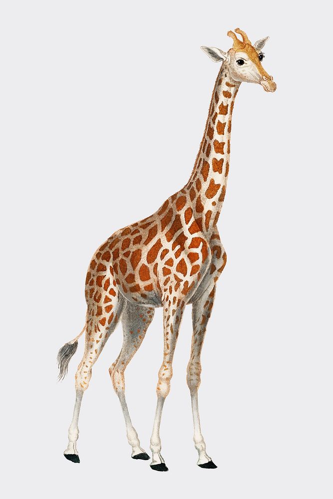 Illustration of a giraffe from Dictionnaire des Sciences Naturelles by Pierre Jean Francois Turpin (1840). Digitally…