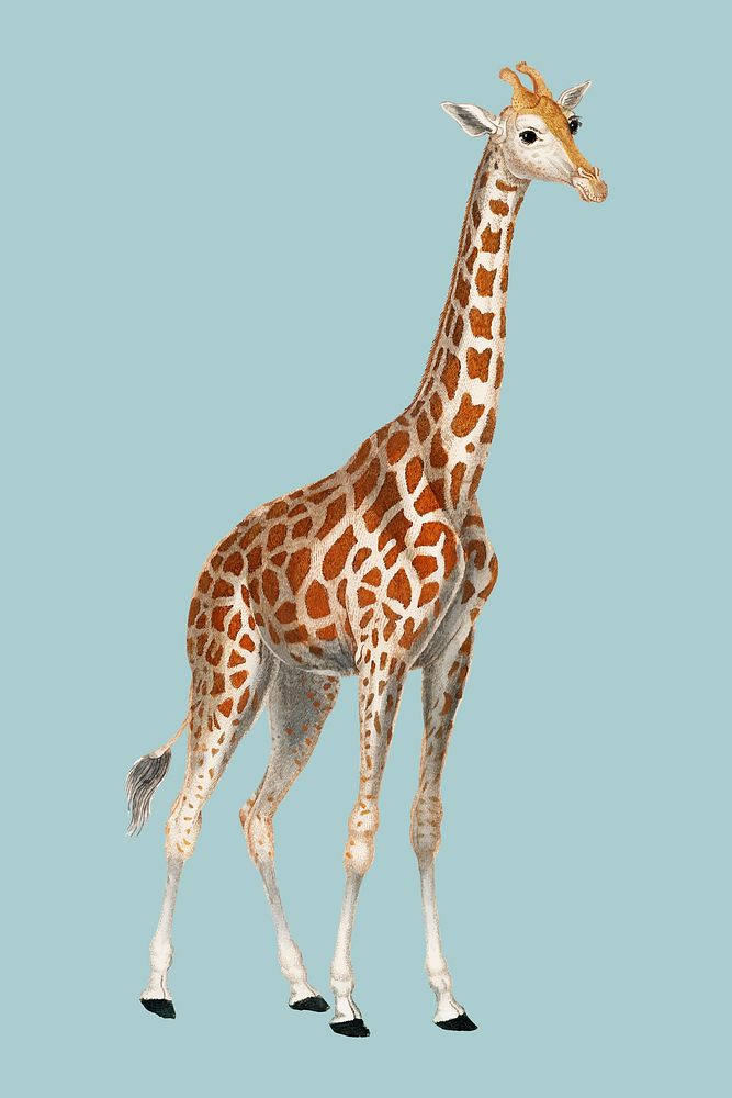Illustration of a giraffe from Dictionnaire des Sciences Naturelles by Pierre Jean Francois Turpin (1840). Digitally…