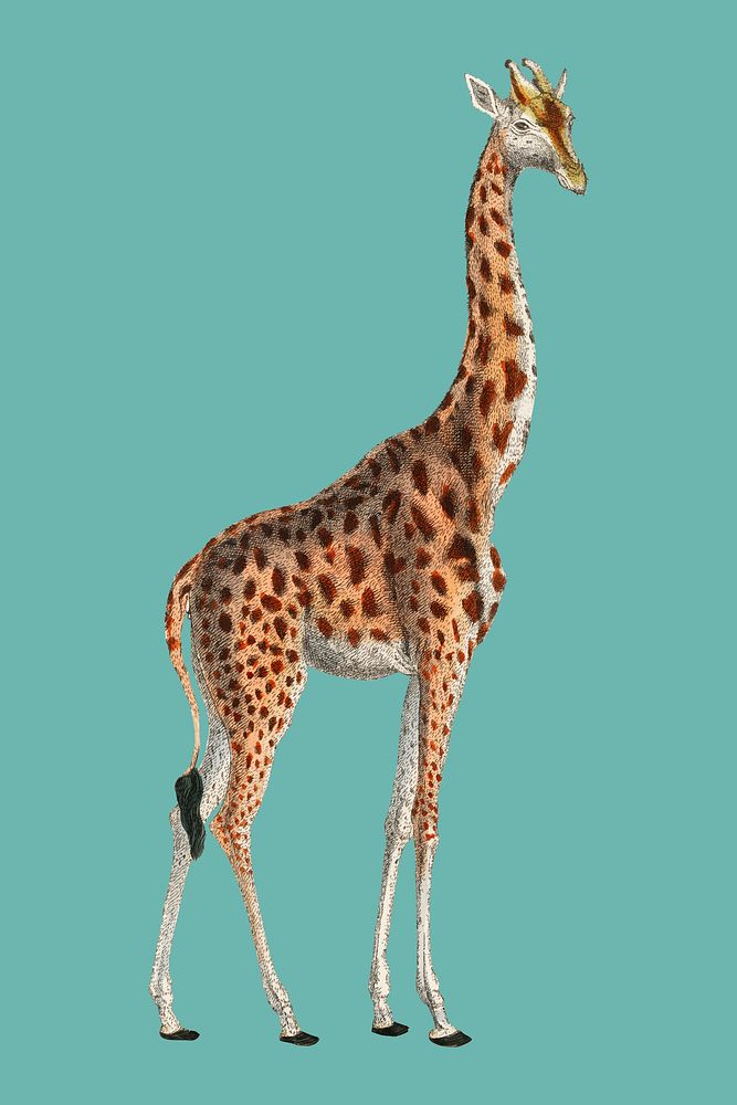 Camelopardis Giraffe - The Giraffe (1837) by Georges Cuvier (1769-1832), an illustration of a beautiful giraffe and sketches…