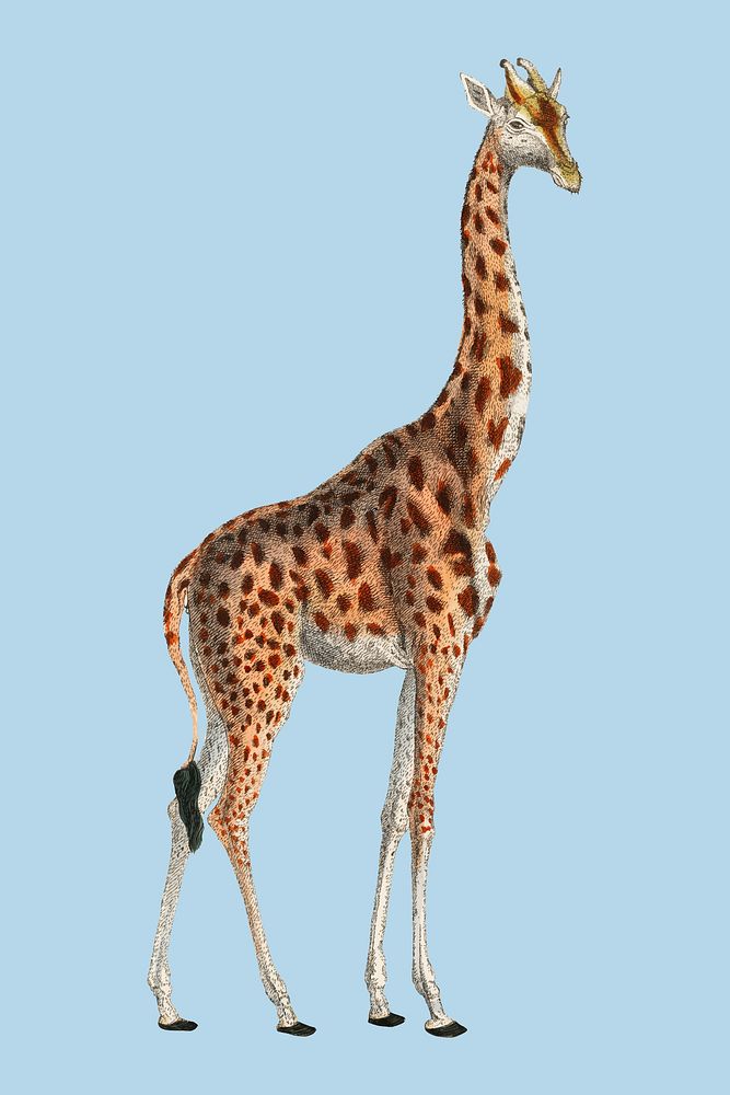 Camelopardis Giraffe - The Giraffe (1837) by Georges Cuvier (1769-1832), an illustration of a beautiful giraffe and sketches…