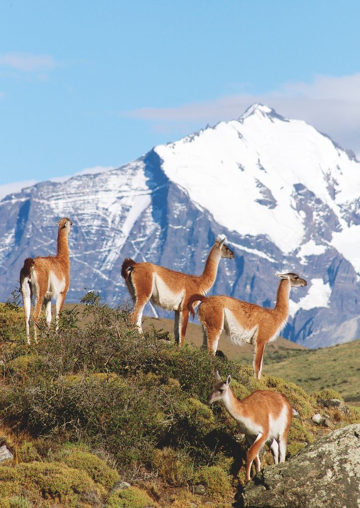 A herd of guanacos in Torres del Paine National Park in Chile. Original from NASA. Digitally enhanced by rawpixel.
